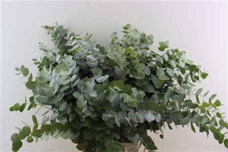 Euca Cinerea 65 Cm P Stem