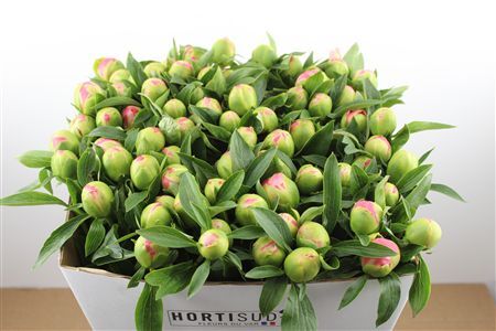 Paeo L Pink Hawaiian Coral