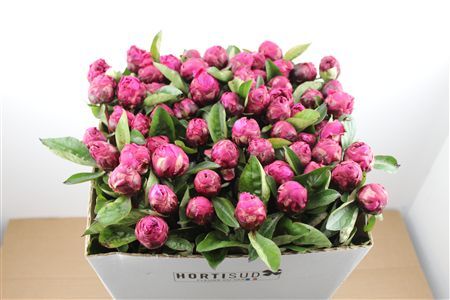 Paeo L Red Bernhardt