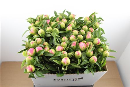 Paeo L Pink Hawaiian Coral