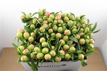 Paeo L Pink Hawaiian Coral