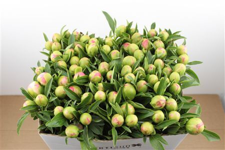 Paeo L Pink Hawaiian Coral