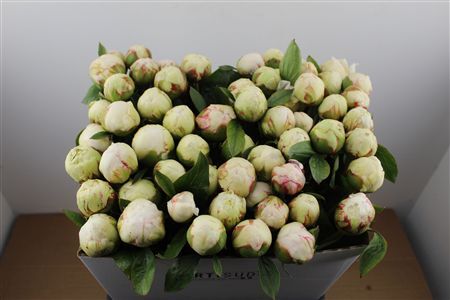 Paeo L Bowl Of Cream