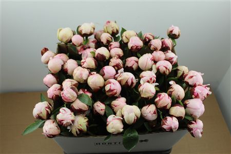 Paeo L Reine Hortense Rose