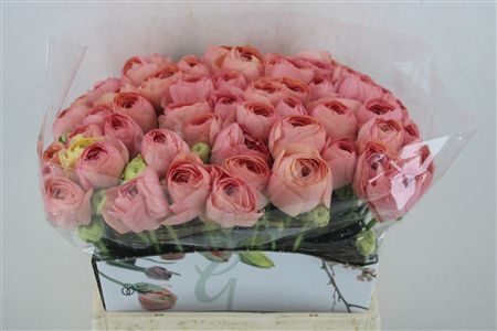 Ran Cloni 1 Champagne