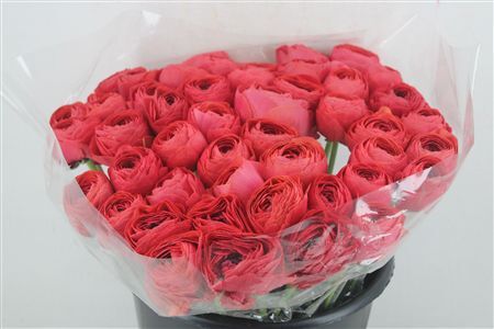 Ran Cloni Ex Terracotta