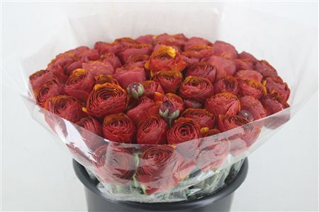 Ran Cloni Ex Brownie