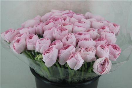 Ran Cloni Ex Lady Hanoi Pink