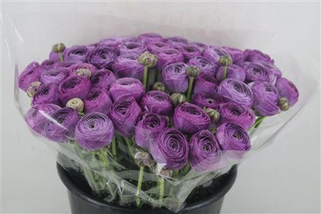 Ran Cloni Ex Nonno Antonio Parmela