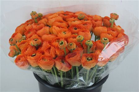 Ran Cloni Ex Lambada