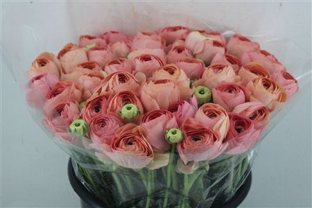 Ran Cloni Ex Champagne