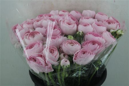 Ran Cloni Sup Lady Hanoi Pink