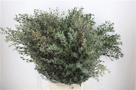 Euca Parvifolia 400gr P Bunch