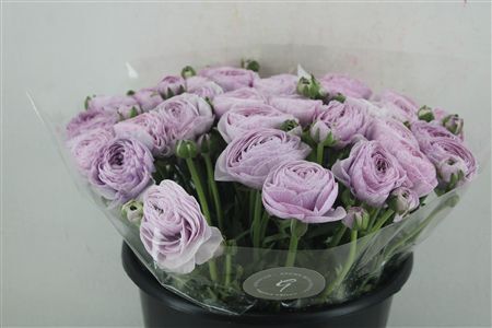 Ran Cloni Sup Nebbia