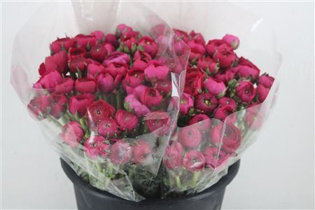 Ran Elegance Hot Pink