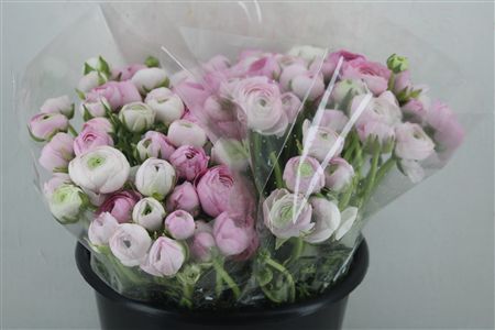 Ran Elegance Light Pink