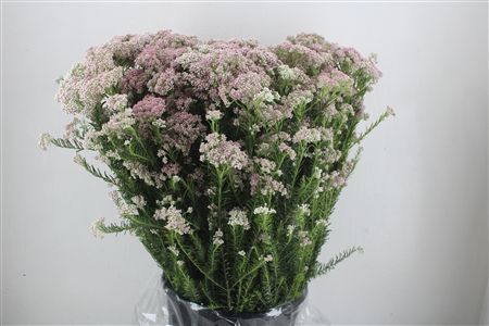Rice Flower Pink P Bunch