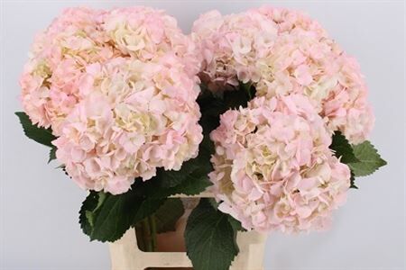 Hydr Very Very Light Pink Absorbed