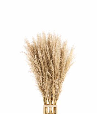 Dried Cortaderia Naturel Extra 100cm Pst