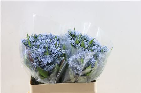 Amsonia Tab Night Sky