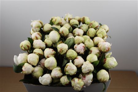 Paeo L Bowl Of Cream