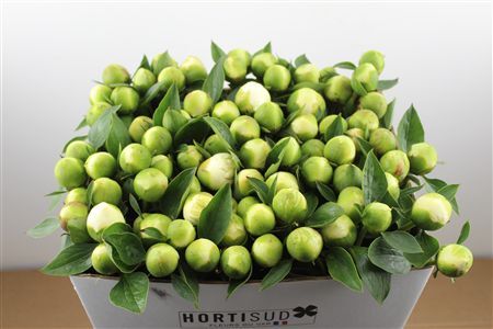 Paeo L Bridal Shower