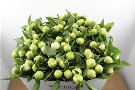 Paeo L Duchesse De Nemours