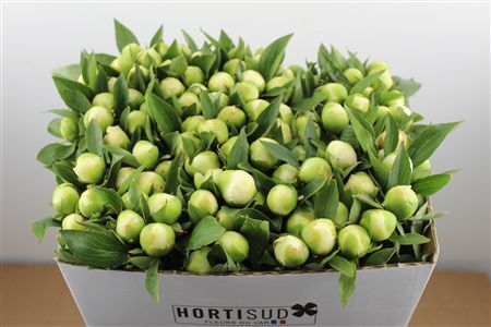 Paeo L Duchesse De Nemours