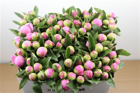 Paeo L Mr Jules Elie