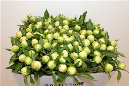 Paeo L Duchesse De Nemours