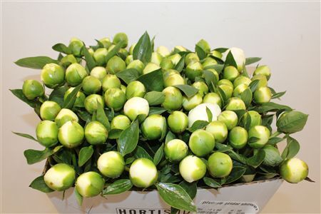 Paeo L Bridal Shower