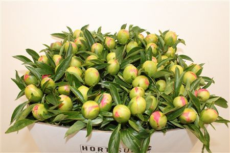 Paeo L Pink Hawaiian Coral