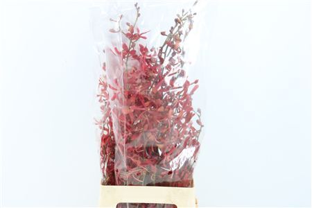 Aranthera Jame Red