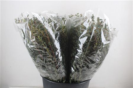 Euca Parvifolia Short 150gr P Bunch