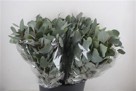 Euca Populus Short 150gr P Bunch