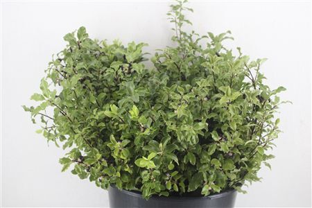 Pittosp Tenuif P Bunch