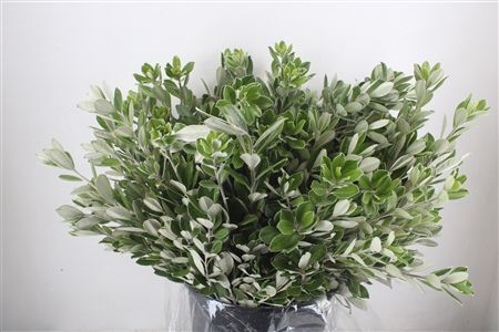 Pittosp Ralphi Leaves 400gr P Bunch