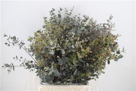 Euca Gunny Short 150gr P Bunch