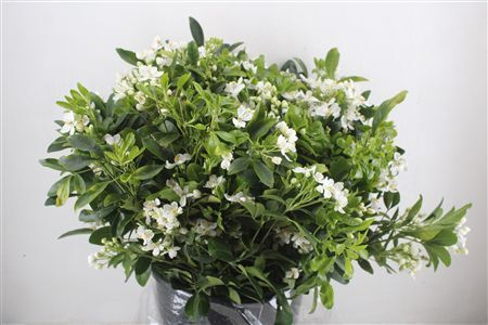 Chiosia Flower P Bunch