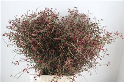 Ginster Berry Red P Bunch