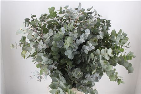 Euca Cinerea 300gr P Bunch