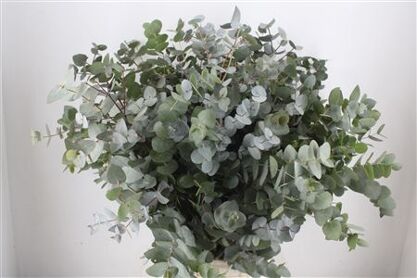 Euca Cinerea 300gr P Bunch