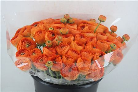 Ran Cloni Ex Lambada