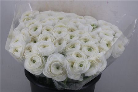 Ran Cloni Ex White Succes