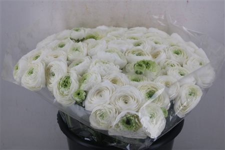 Ran Cloni Ex White Angel