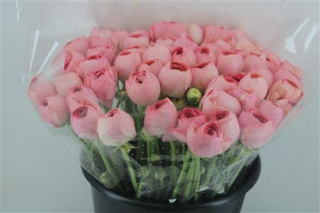 Ran Cloni Ex Champagne