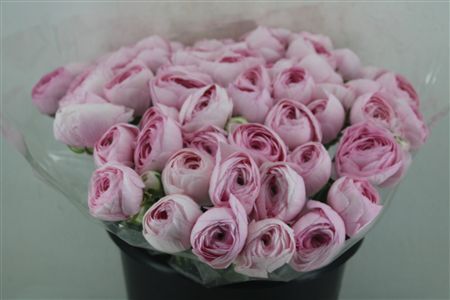 Ran Cloni Ex Lady Hanoi Pink