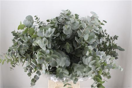 Euca Cinerea 300gr P Bunch