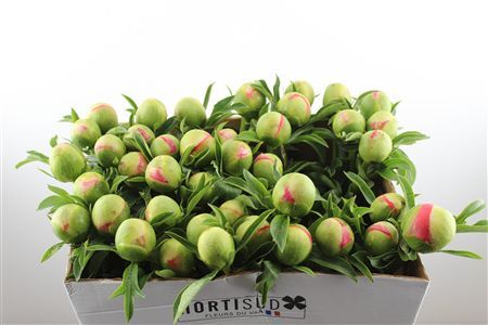 Paeo L Coral Sunset Xl