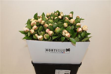 Paeo L Festiva Maxima